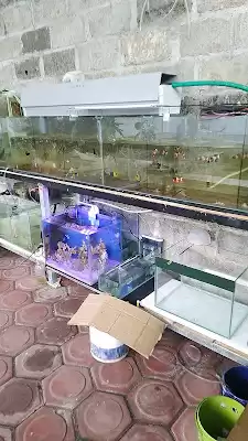 Ikan Hias Laut Tulungagung