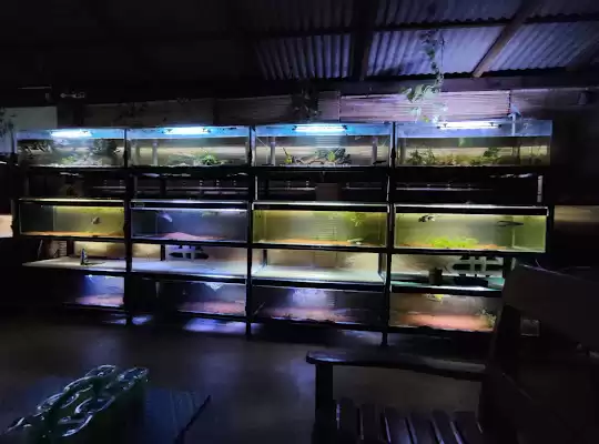 Khoyet Ikan Hias Tulungagung