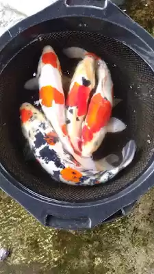 Agro Ikan Hias Tulungagung