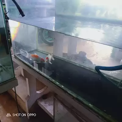 Aquarium Ngemplak Tulungagung