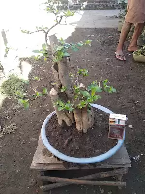 Bonsai E Pak Ni Tulungagung