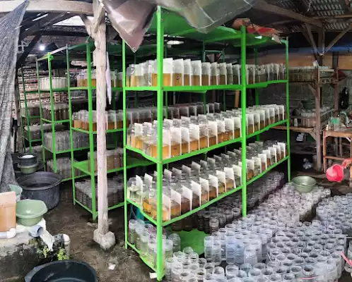 Danz_betta_fish Tulungagung