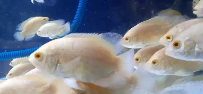 Deva's Fish Tulungagung