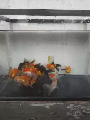 Grosir Ikan Hias Kiky Tulungagung