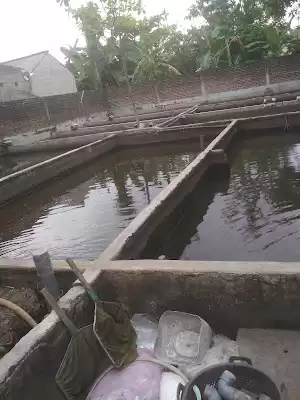 Grosir Ikan Hias Yuriko Tulungagung