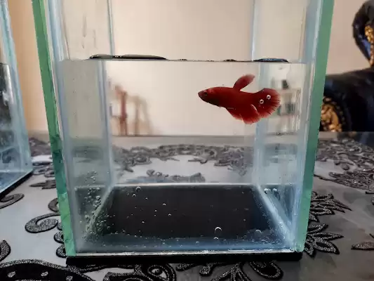 Jual Ikan Betta