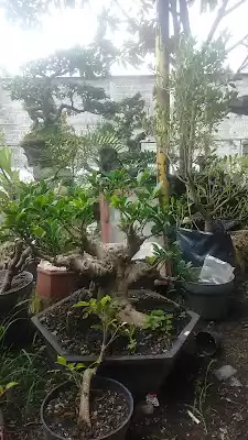Rumah Bonsai Indonesia Cabang Tulungagung