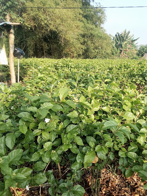 gambar kebun melati